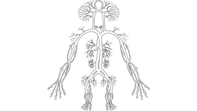 Human nervous system anatomy white background.