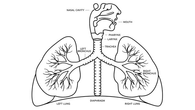 Human lungs anatomy white background.