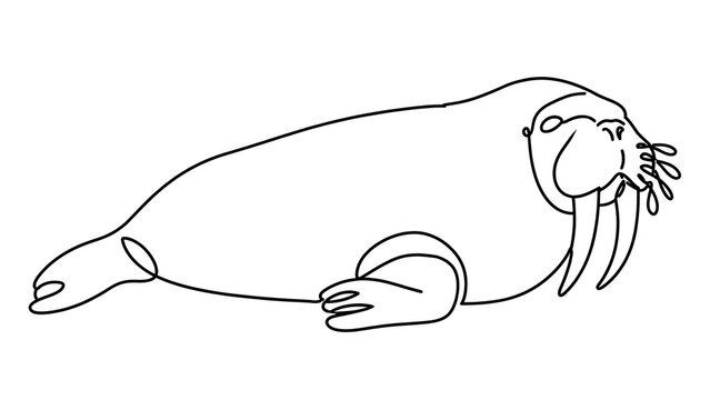 Walrus white background animal mammal.