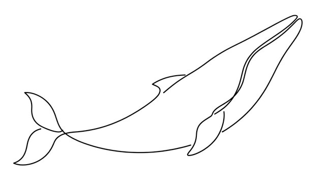 Whale Line Drawing on white background.