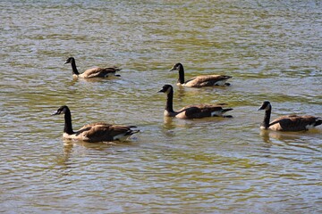 Five Canada geese swimming on an autumn river © fluffypw88