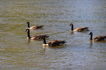 Five Canada geese swimming on an autumn river © fluffypw88