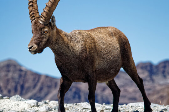 Majestic male Alpine ibex (Capra ibex) walking confidently on high altitude rocky terrain near Glacier du Grand M&eacute;an in the French Alps.