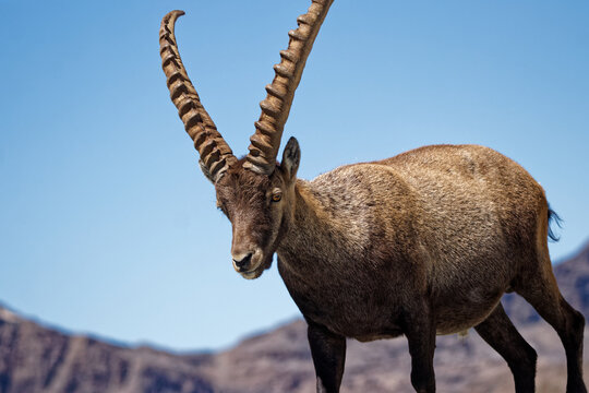 Majestic male Alpine ibex (Capra ibex) walking confidently on high altitude rocky terrain near Glacier du Grand M&eacute;an in the French Alps.