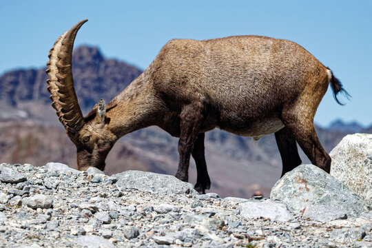 A large male Alpine ibex (Capra ibex) foraging among dry rocks and scree with rugged mountain peaks and a blue sky in the French Alps.