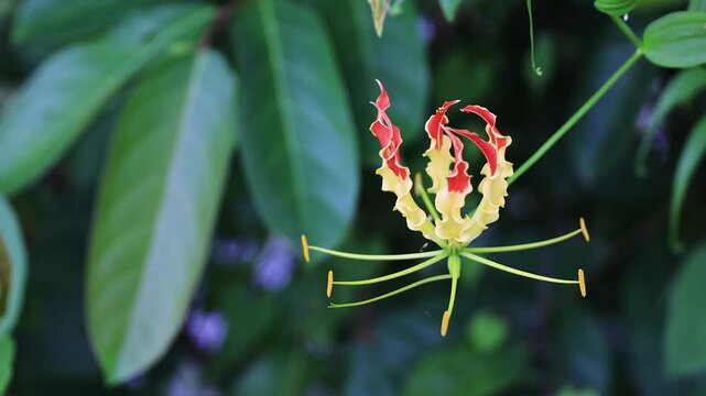 Close-up of a striking Flame Lily (Gloriosa superba) blooming with vibrant red and yellow petals, surrounded by a green foliage background. Taken in Myanmar(Burmese)
