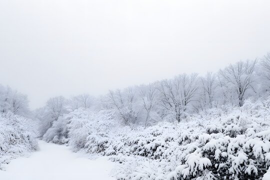 [タイトル]
Snow covered forest and frozen path on an overcast winter day in Japan