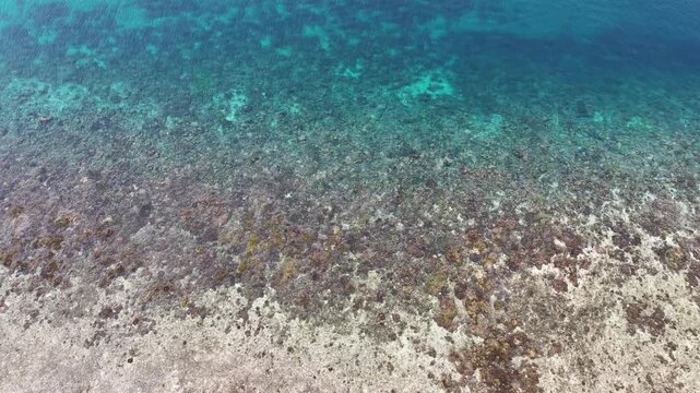 Healthy corals are exposed during low tide at the edge of Sangalaki Island in the scenic Derawan Archipelago of East Kalimantan, Indonesia. This area harbors extraordinary marine biodiversity.