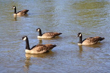 Four Canada geese swimming on an autumn river © fluffypw88
