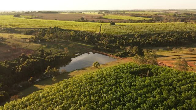 Aerial drone view of rubber tree plantation and reservoir at golden hour in Brazil