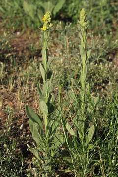 Pair of tall mullein (Verbascum thapsus) plants growing on a hillside in the foothills of the Rocky Mountains in Colorado, where it is an invasive species. 