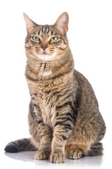 Tabby cat on white background with an intrigued or pensive face. © OscarE
