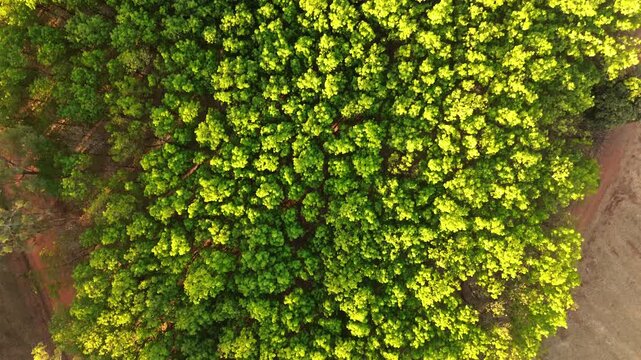 Aerial drone footage of rubber tree plantation at golden hour in Brazil