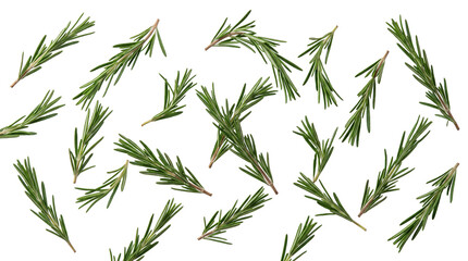 Obraz premium Rosemary sprigs floating as an isolated PNG cutout