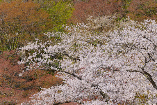 きみまち阪県立自然公園