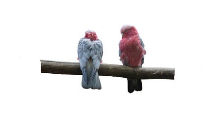couple of parrots transparent background © gatot