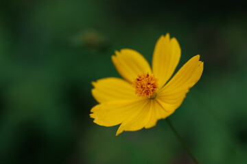Fototapeta premium Vibrant yellow and orange cosmos flowers blooming in a sunny garden