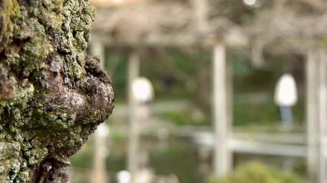 Close up shot of textured tree bark with moss in focus and blurry garden visitors in background.