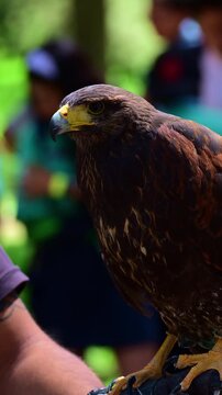 Close-up frontal view of a Harris's hawk