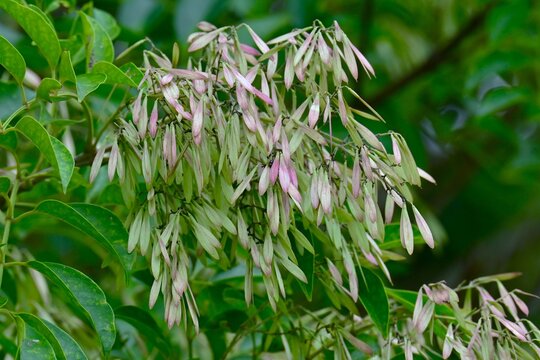 Griffith's ash (Fraxinus griffithii).  Oleaceae dioecious evergreen.  It produces panicles in early summer, and its spatula-shaped samara ripen to a brown color in autumn