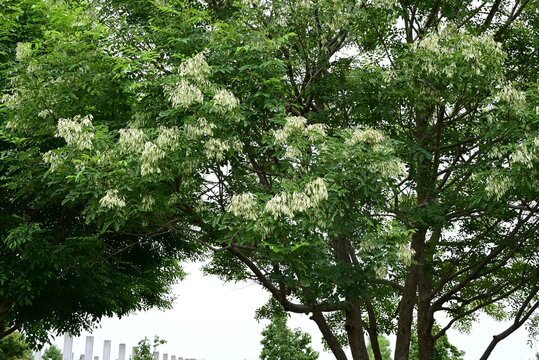 Griffith's ash (Fraxinus griffithii).  Oleaceae dioecious evergreen.  It produces panicles in early summer, and its spatula-shaped samara ripen to a brown color in autumn