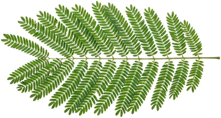 Green compound fern leaf with small leaflets © Basiron