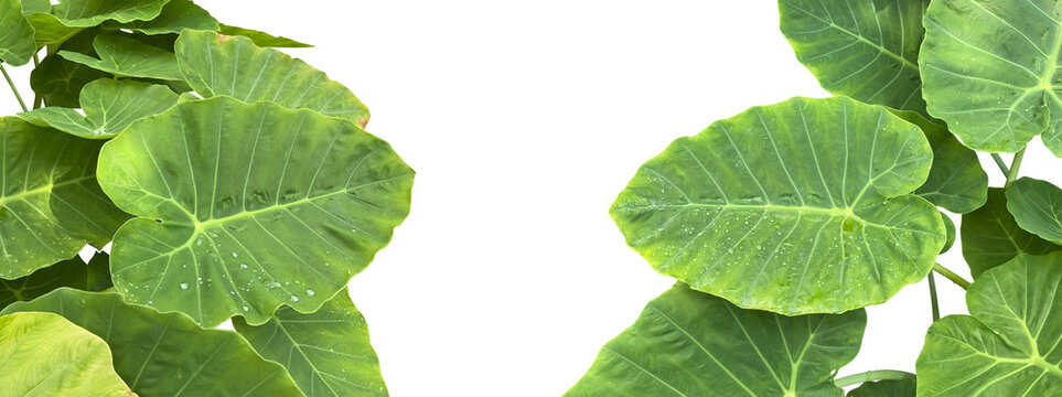 Isolated Giant Elephant Ear Leaves with clipping paths.