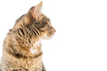 Cute tabby cat watching around. Nice image to combine with left side text in your presentations. © OscarE