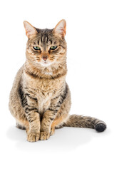 Sad tabby cat looking down. © OscarE