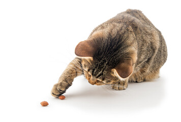 Nice tabby cat playing with cat snack on white background. © OscarE
