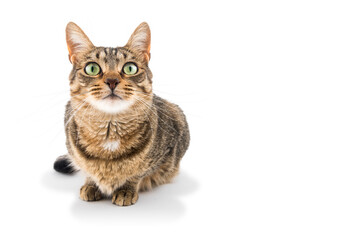 Elegant tabby cat watching you. © OscarE