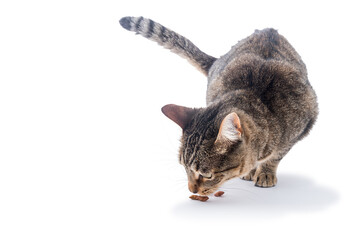 Funny tabby cat eating dry food. © OscarE