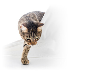 Cat coming up from the white backstage. Ideal for your presentations. © OscarE