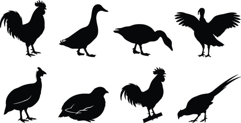 Obraz premium Set of vector black farm bird silhouettes featuring rooster, duck, turkey, goose, and pheasant isolated on white background