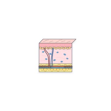 Biological cellular tissue cross-section with lipid layers and cell grid structure for food science