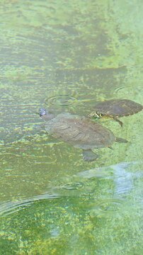 pair of turtles swimming slowly.