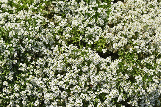 Alyssum Procumbens (Snow White)