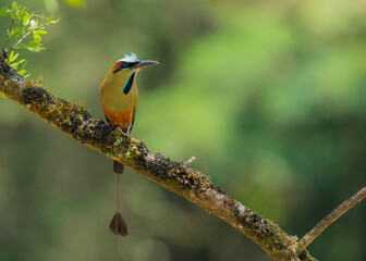 Obraz premium The motmots or Momotidae are a family of birds in the order Coraciiformes, which also includes the kingfishers, bee-eaters and rollers. All extant motmots are restricted to woodland or forests in the 