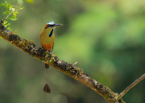 The motmots or Momotidae are a family of birds in the order Coraciiformes, which also includes the kingfishers, bee-eaters and rollers. All extant motmots are restricted to woodland or forests in the 