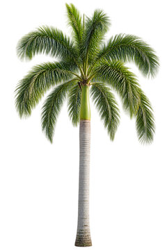Royal palm tree isolated on transparent background