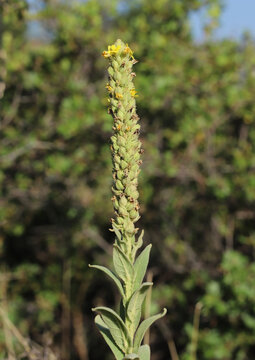 Tall stalk of the invasive common mullein (Verbascum thapsus) plant growing in the front range of Colorado.  Small yellow flowers are in bloom near the top of the stem. 