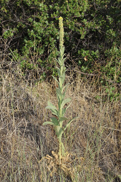 A single tall stalk of common mullein (Verbascum thapsus) growing among dried grass and green shrubs in Colorado, where it is an invasive species. 