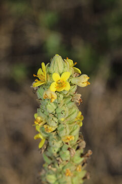 Close-up of yellow fllowers on the flowering stalk of Common mullein (Verbascum thapsus) growing in Colorado, where it is an invasive species. 
