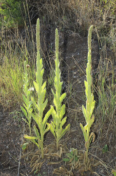 Trio of tall flowering stalks of Common mullein (Verbascum thapsus) growing in Colorado, where it is an invasive species. 
