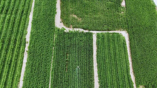drone spraying pesticides over green farmland
