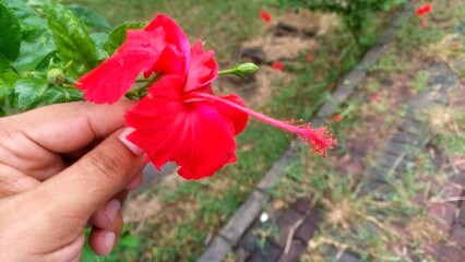 Hand Holding A Vibrant Red Hibiscus Flower In A Lush Green Garden © SHAHID