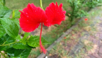 Vibrant Red Hibiscus Flower With Dew Drops In Green Garden © SHAHID
