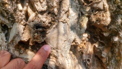 Ancient rare plant leaf fossils found at Margalla Hills Islamabad Pakistan. © SHAHID