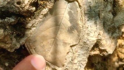 Ancient rare plant leaf fossils found at Margalla Hills Islamabad Pakistan. © SHAHID