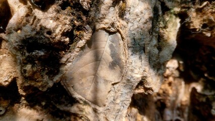 Ancient rare plant leaf fossils found at Margalla Hills Islamabad Pakistan. © SHAHID